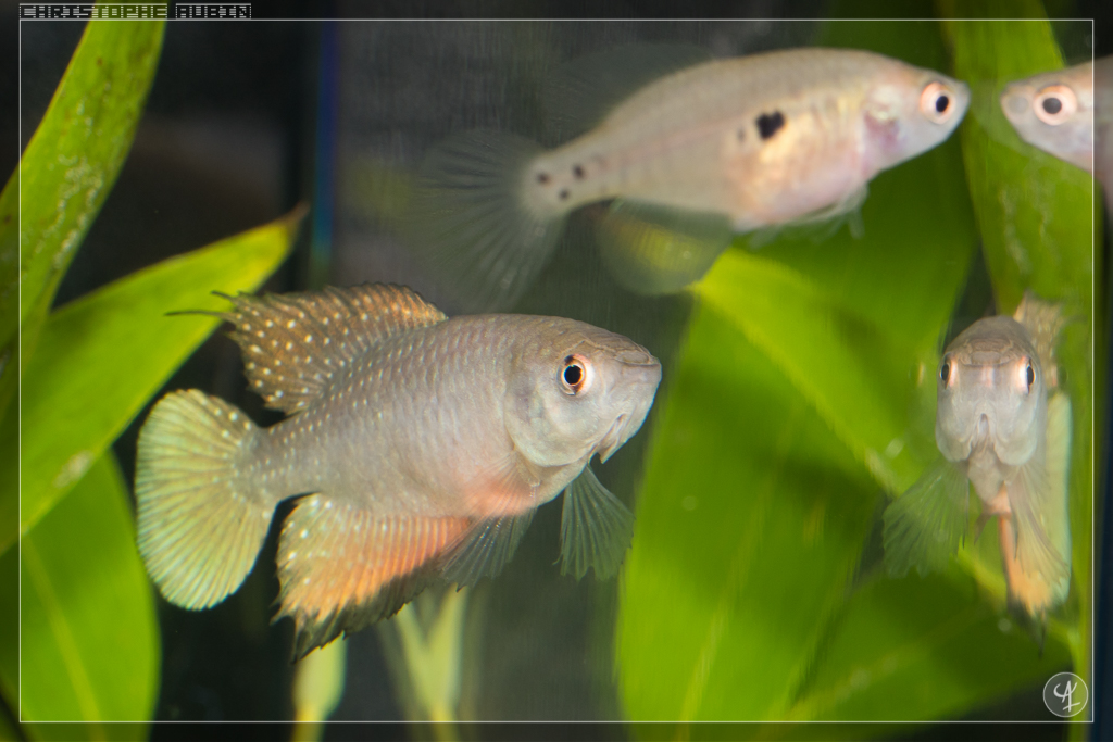 Hypsolebias antenori Amontada