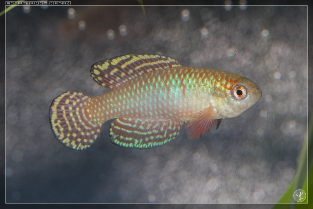 Hypsolebias magnificus BR 2013 Palmas de Monte Alto