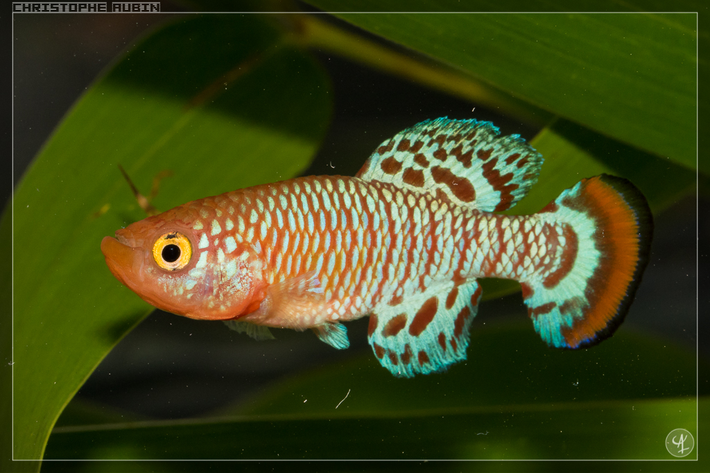 Nothobranchius rachovii MZCS 08-96 Beira