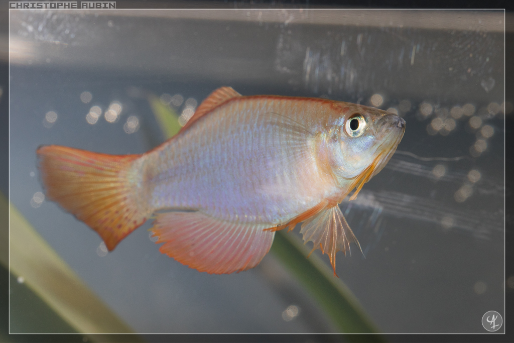 Procatopus similis Kumba GPE 90