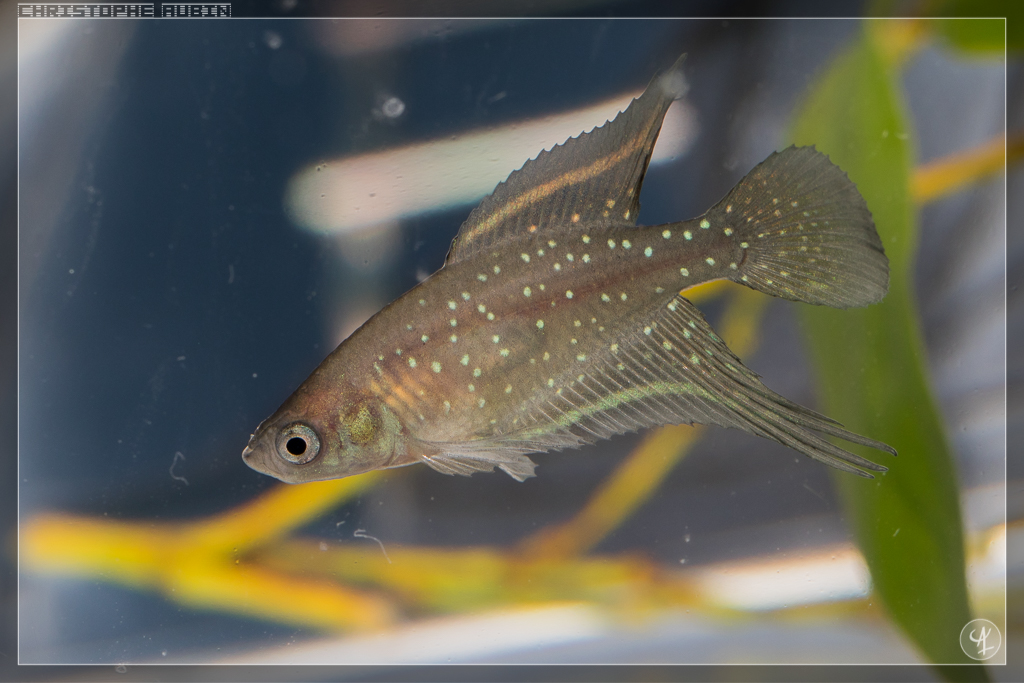 Simpsonichthys chacoensis PYEH 06-15