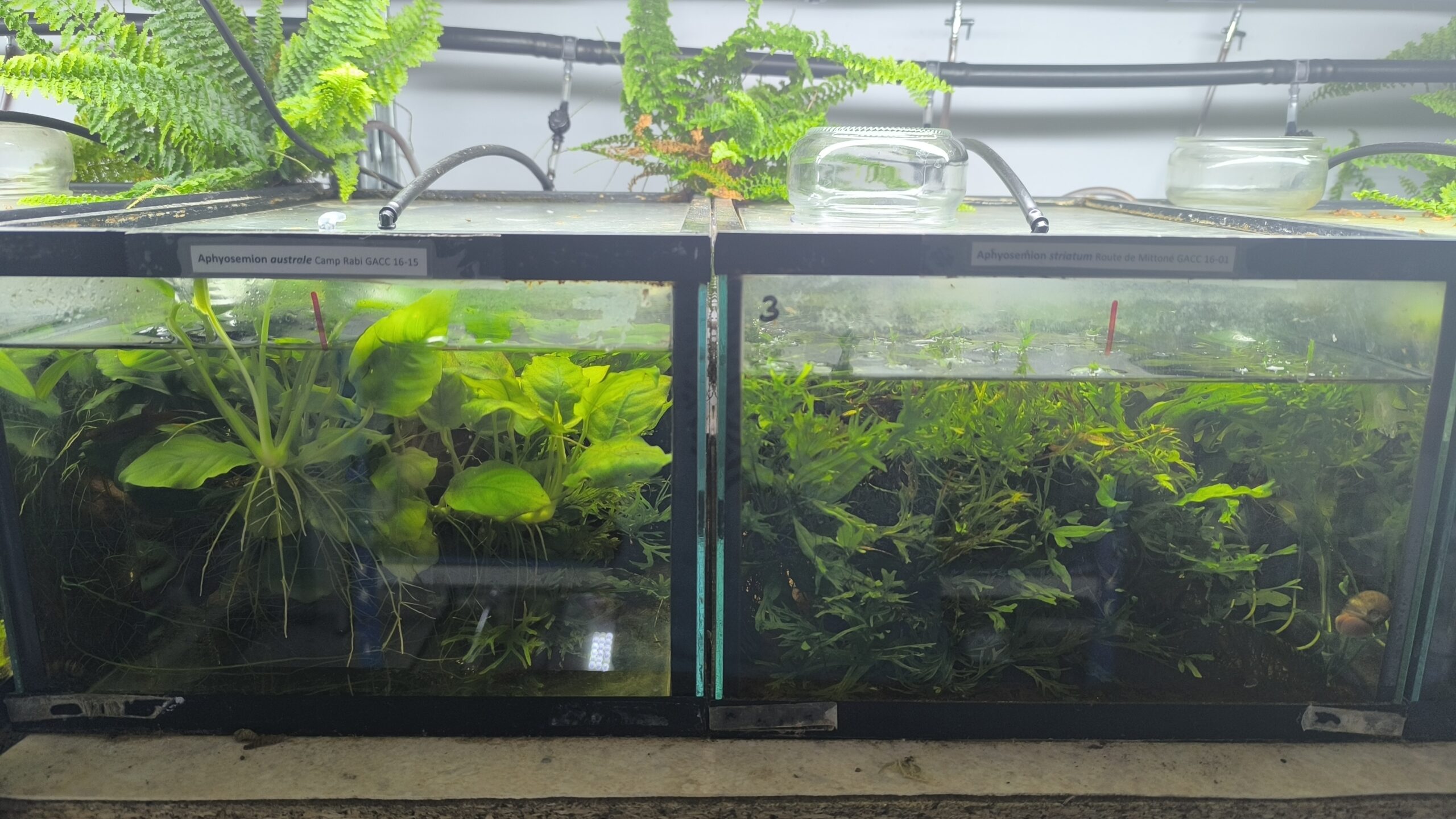 Bacs plantés