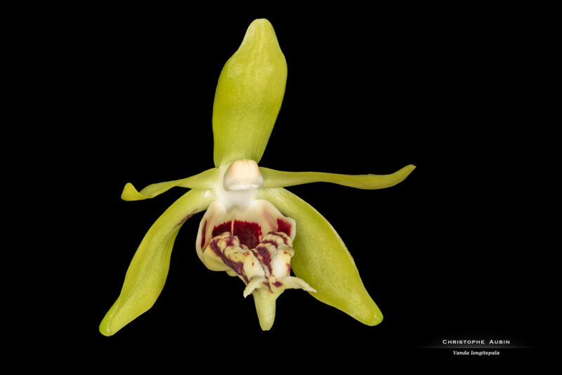 Vanda longitepala D.L.Roberts, L.M.Gardiner & Motes 2008