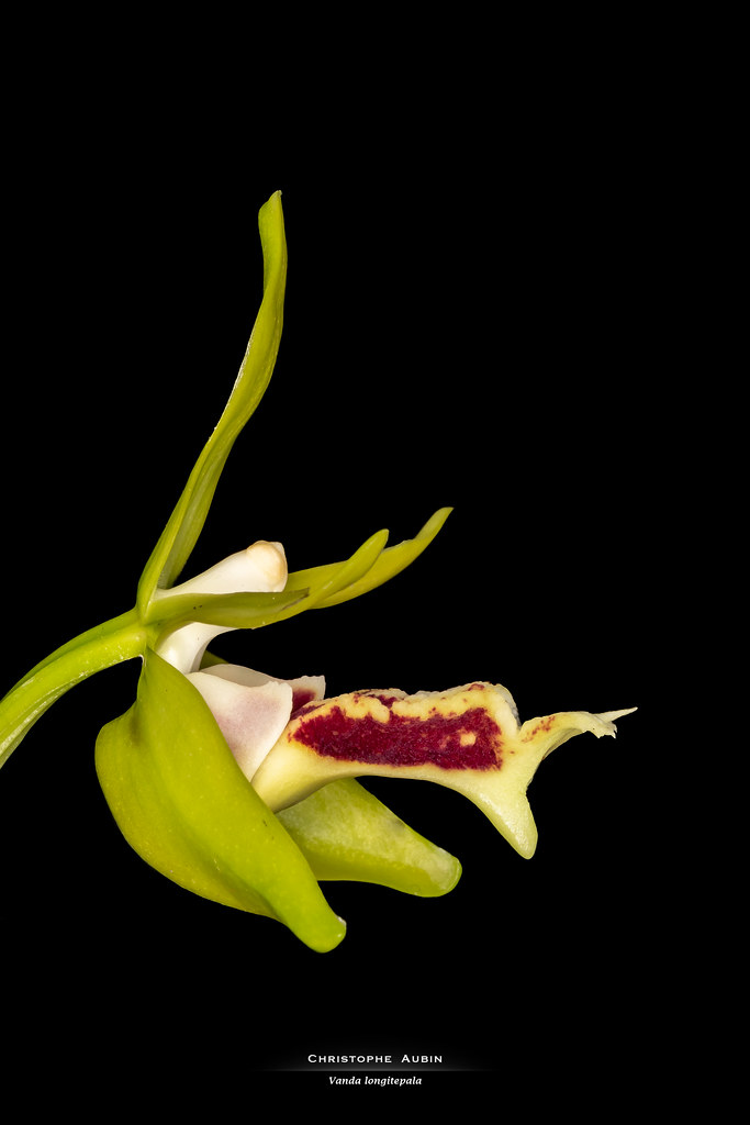Vanda longitepala D.L.Roberts, L.M.Gardiner & Motes 2008
