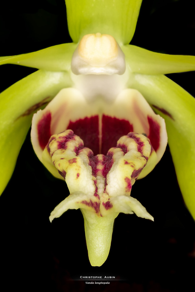 Vanda longitepala D.L.Roberts, L.M.Gardiner & Motes 2008