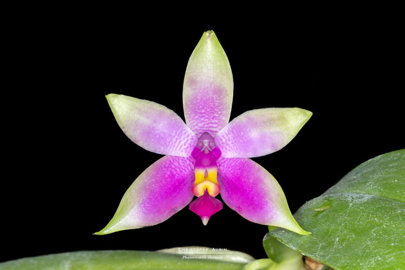 Phalaenopsis violacea Witte 1861