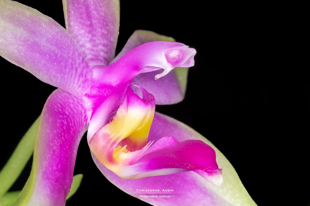 Phalaenopsis violacea Witte 1861