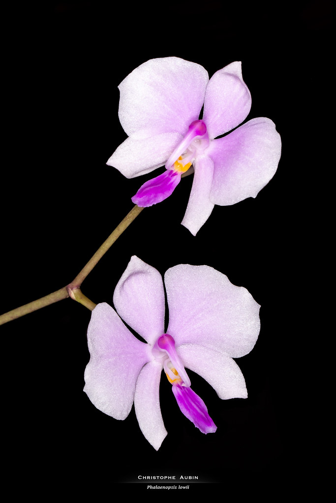 Phalaenopsis lowii Rchb.f 1862