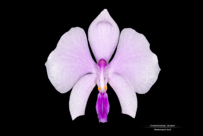Phalaenopsis lowii Rchb.f 1862