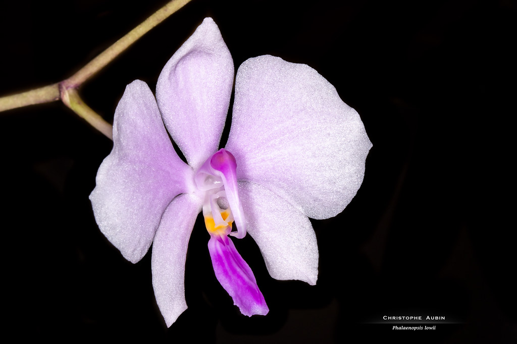 Phalaenopsis lowii Rchb.f 1862