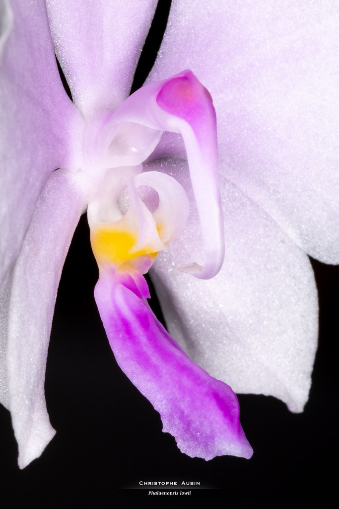 Phalaenopsis lowii Rchb.f 1862