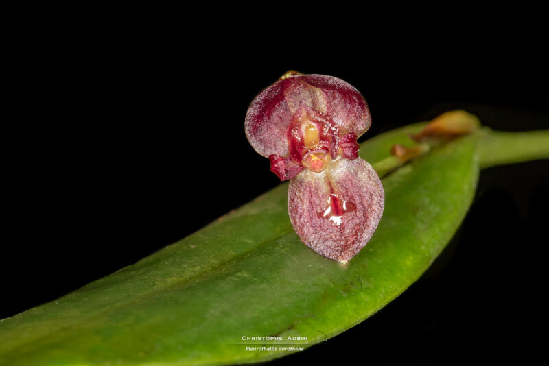 Pleurothallis dorotheae Luer 1980
