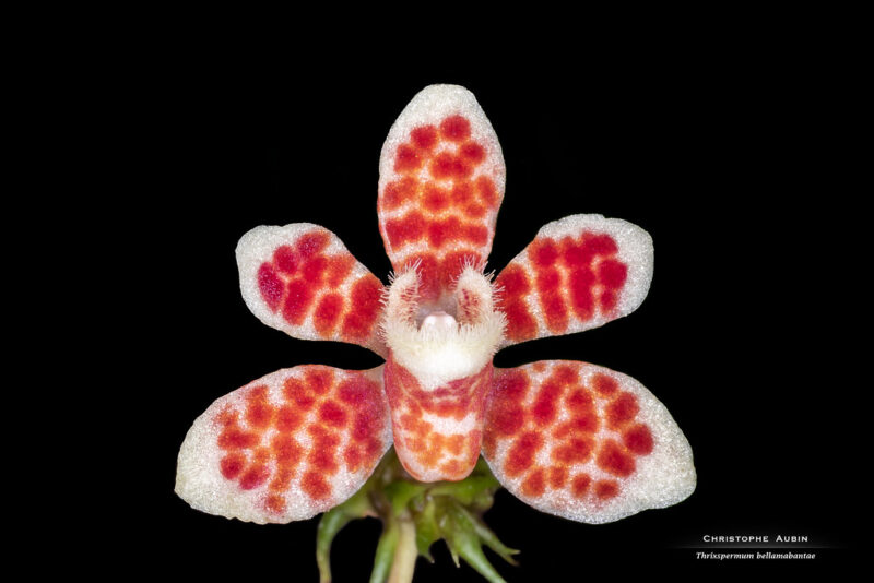 Thrixspermum bellamabantae Cabactulan, Cootes & R.B.Pimentel 2018