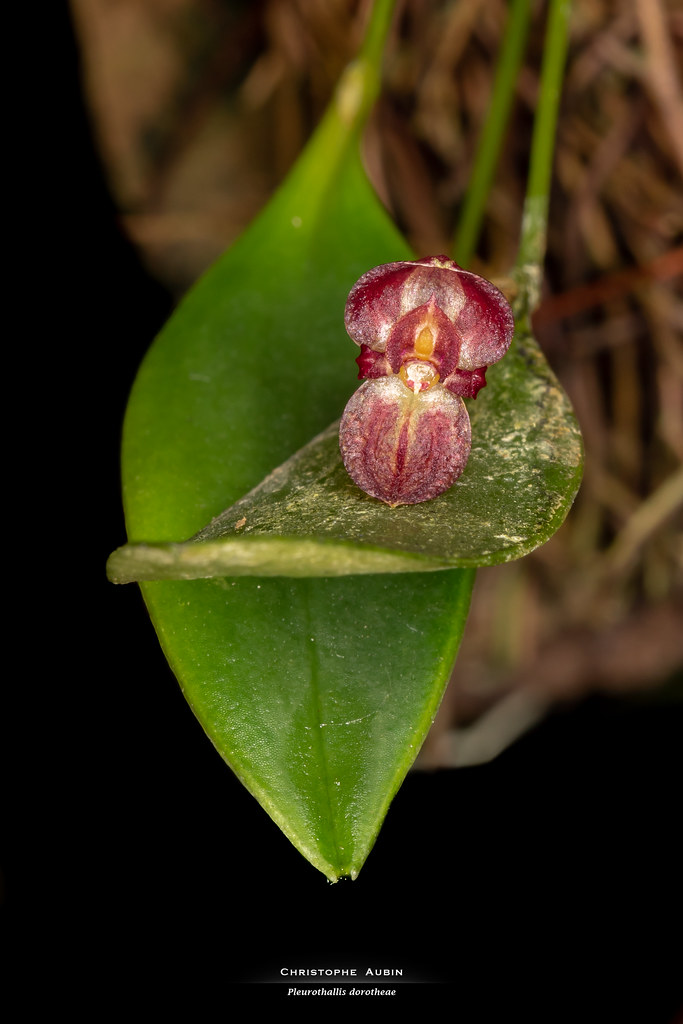 Pleurothallis dorotheae Luer 1980