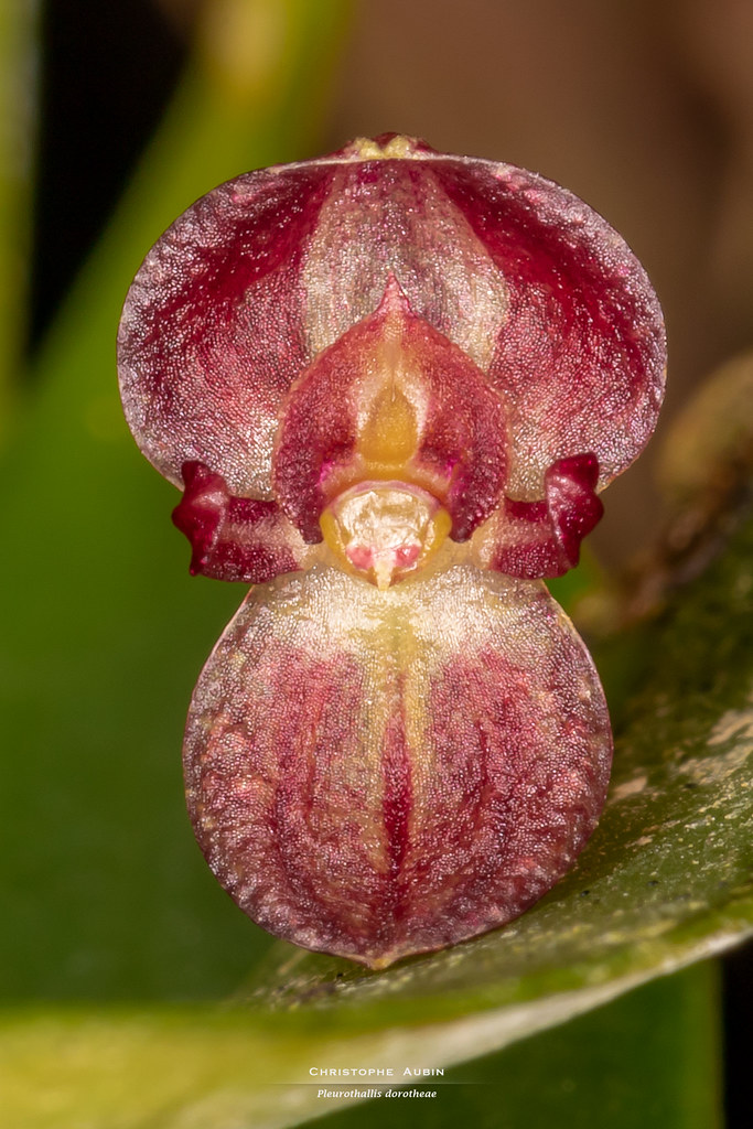 Pleurothallis dorotheae Luer 1980