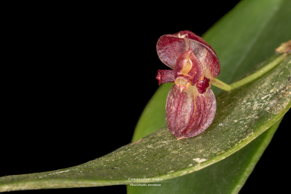 Pleurothallis dorotheae Luer 1980