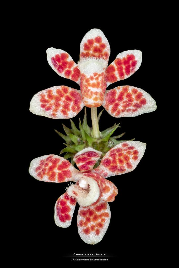 Thrixspermum bellamabantae Cabactulan, Cootes & R.B.Pimentel 2018