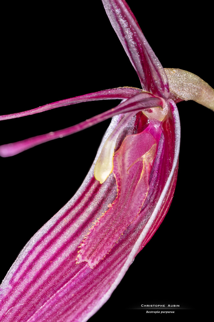 Restrepia purpurea Luer & R. Escobar 1996