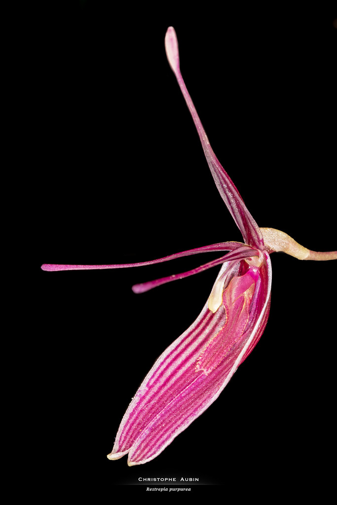 Restrepia purpurea Luer & R. Escobar 1996