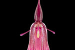 Restrepia purpurea Luer & R. Escobar 1996