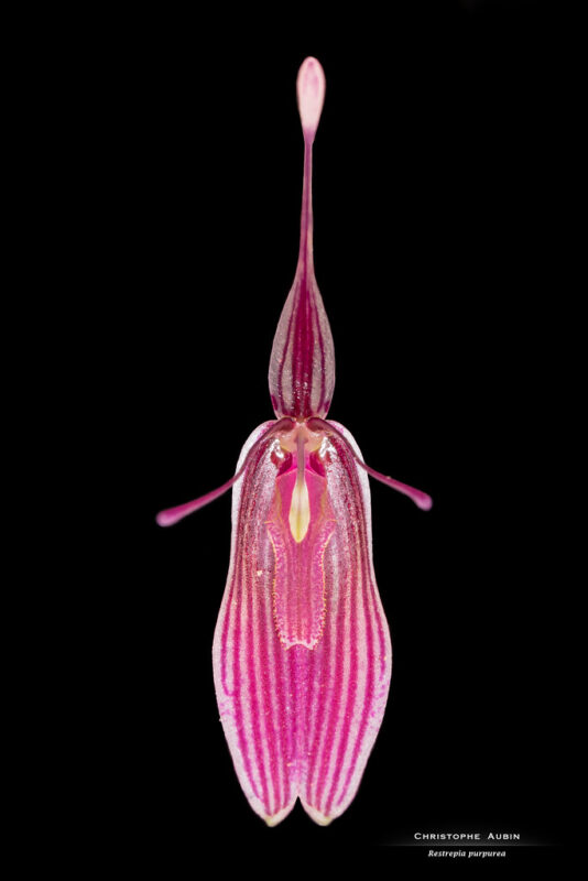 Restrepia purpurea Luer & R. Escobar 1996