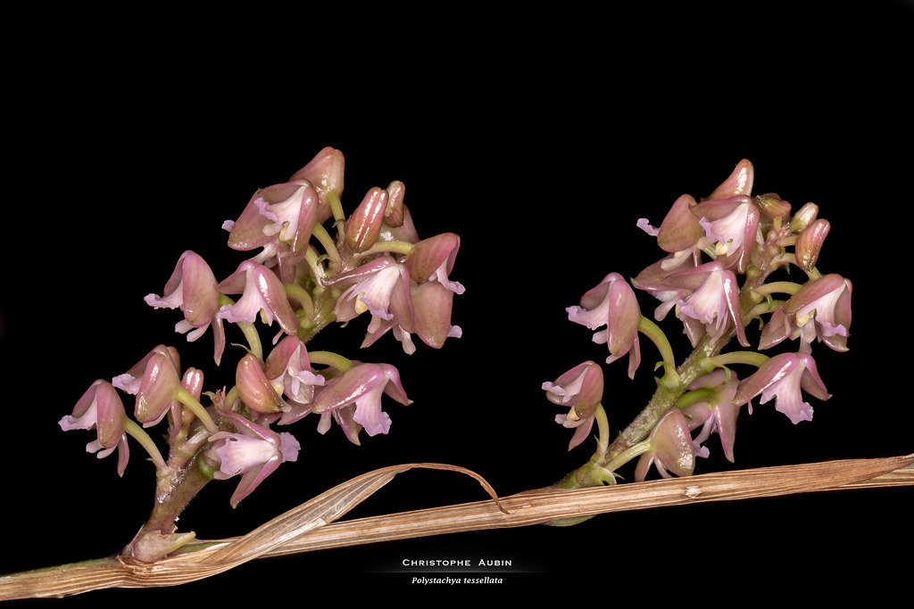 Polystachya tessellata Lindl. 1862