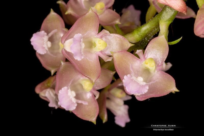 Polystachya tessellata Lindl. 1862