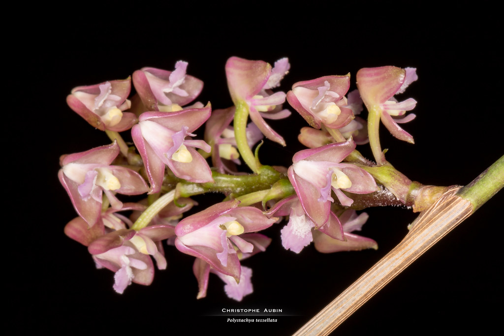 Polystachya tessellata Lindl. 1862