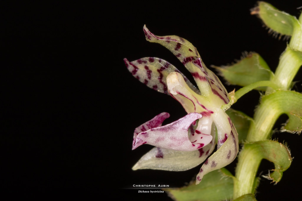 Dichaea hystricina Rchb.f. 1865