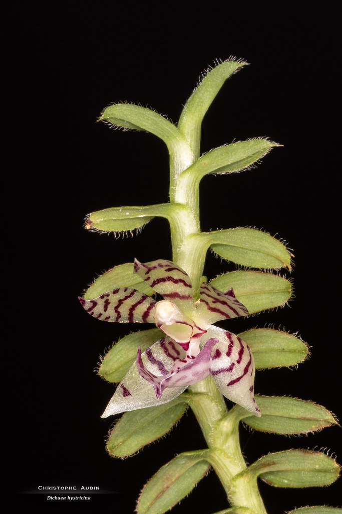 Dichaea hystricina Rchb.f. 1865