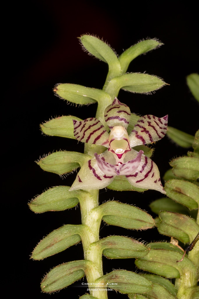 Dichaea hystricina Rchb.f. 1865