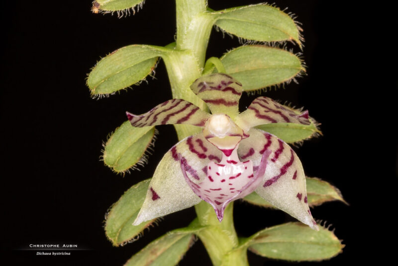 Dichaea hystricina Rchb.f. 1865