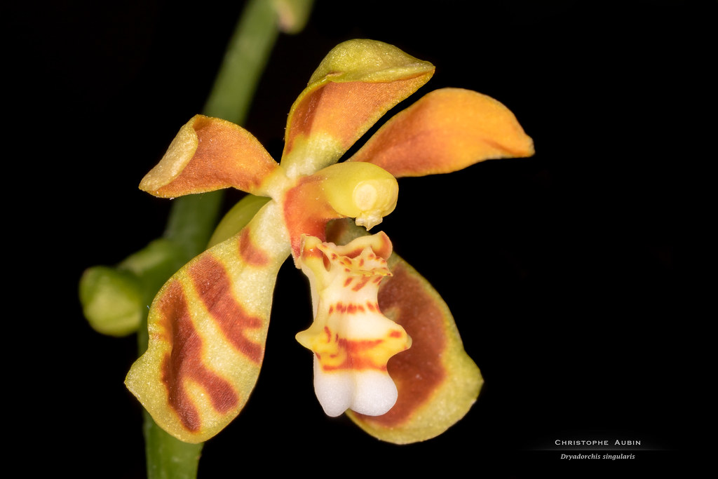 Dryadorchis singularis