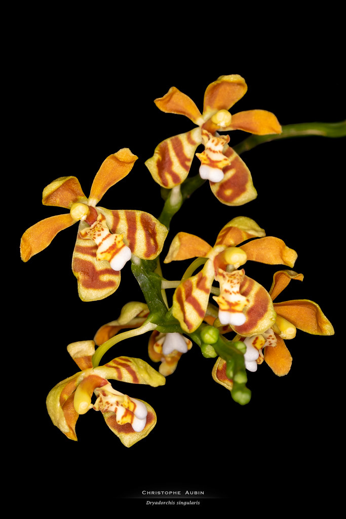 Dryadorchis singularis