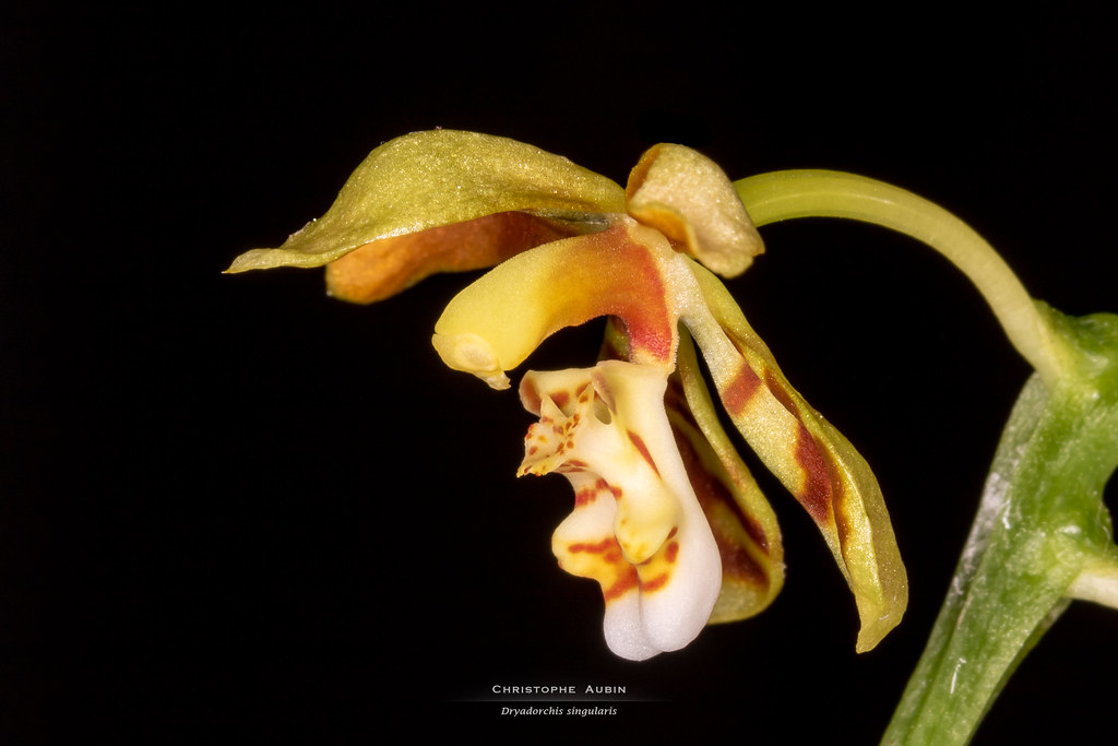 Dryadorchis singularis