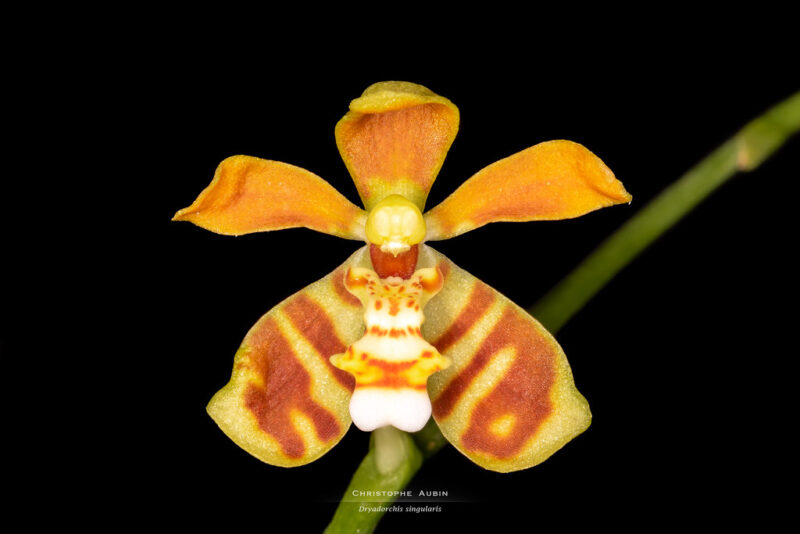 Dryadorchis singularis