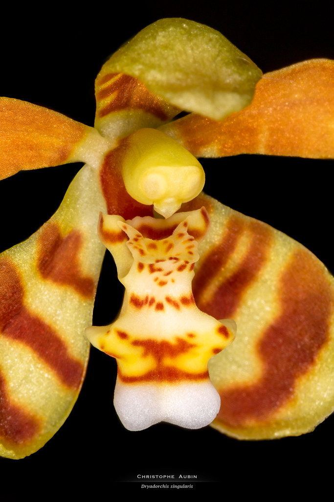Dryadorchis singularis