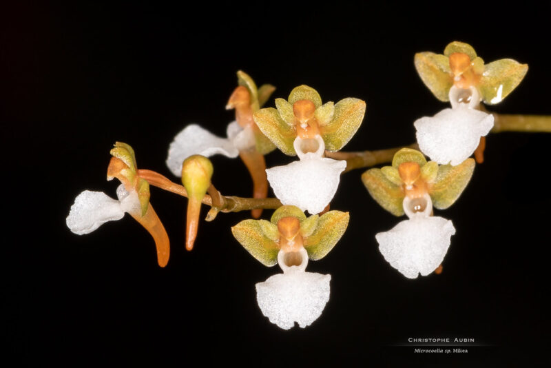 Microcoelia sp. Mikea