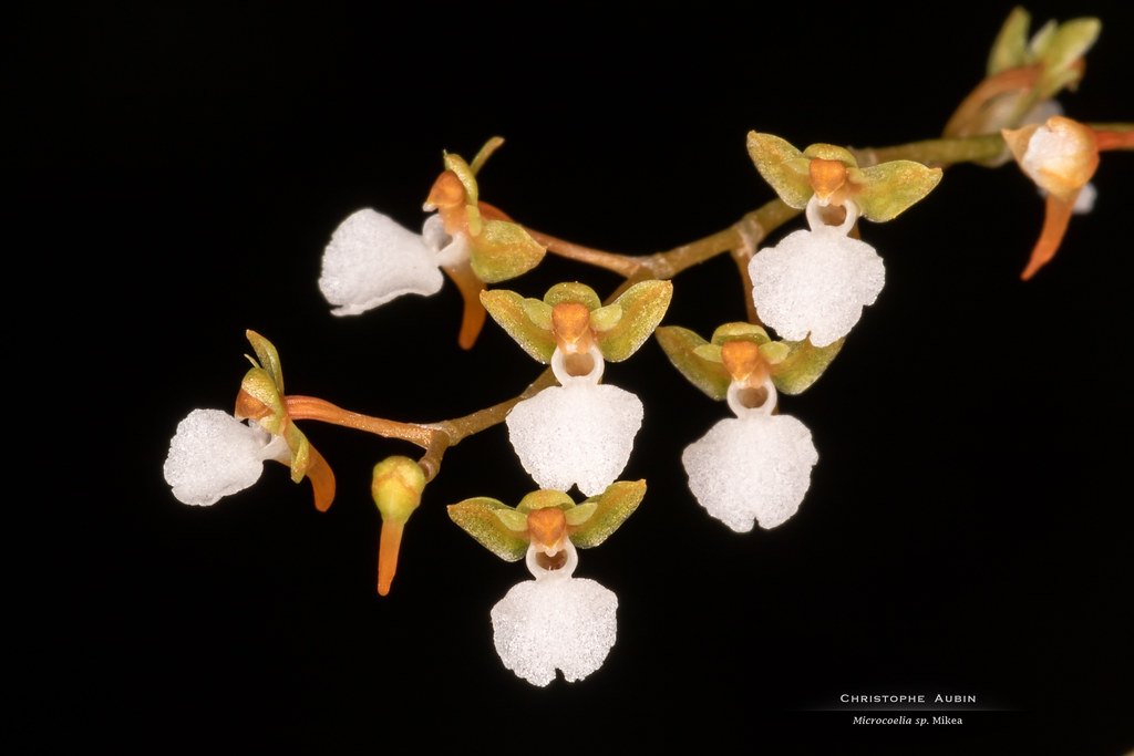 Microcoelia sp. Mikea