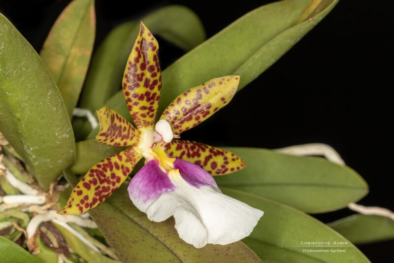 Trichocentrum tigrinum Linden & Rchb.f. (1869)