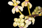Pomatocalpa bicolor (Lindl.) J.J.Sm. 1912