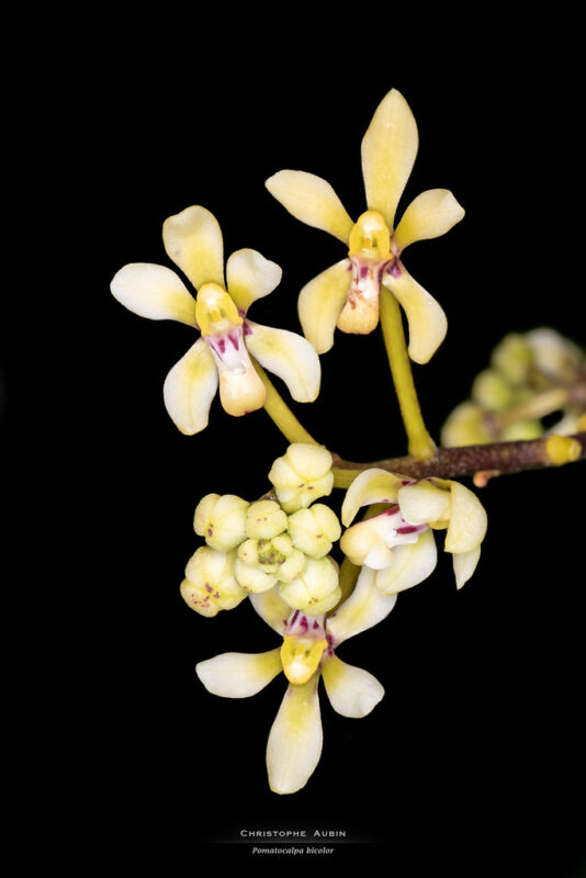 Pomatocalpa bicolor (Lindl.) J.J.Sm. 1912