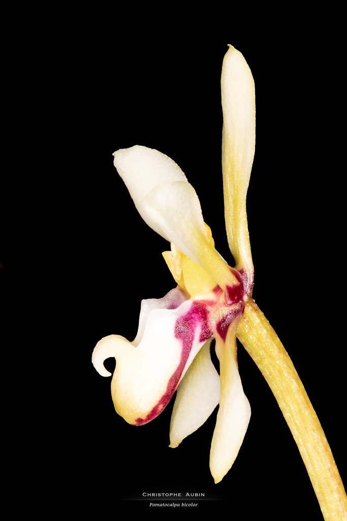 Pomatocalpa bicolor (Lindl.) J.J.Sm. 1912