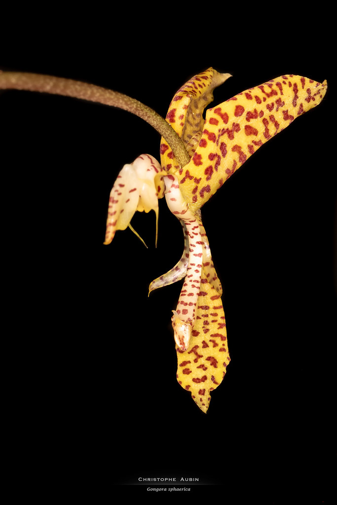 Gongora sphaerica Jenny 1993
