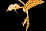 Gongora sphaerica Jenny 1993
