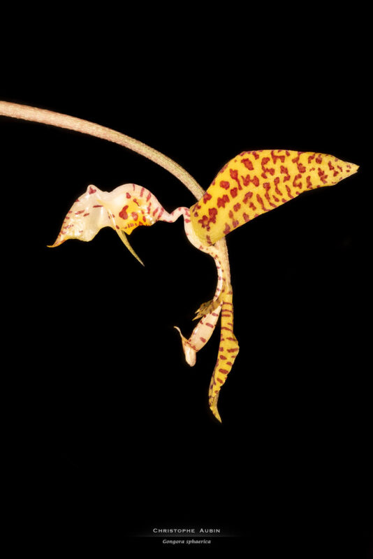 Gongora sphaerica Jenny 1993