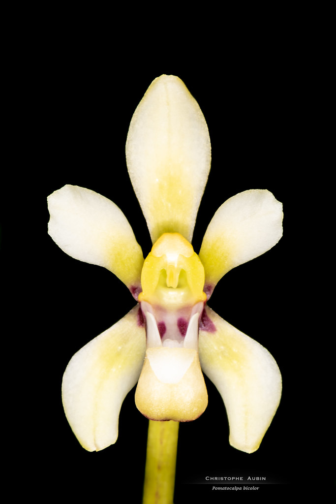 Pomatocalpa bicolor (Lindl.) J.J.Sm. 1912