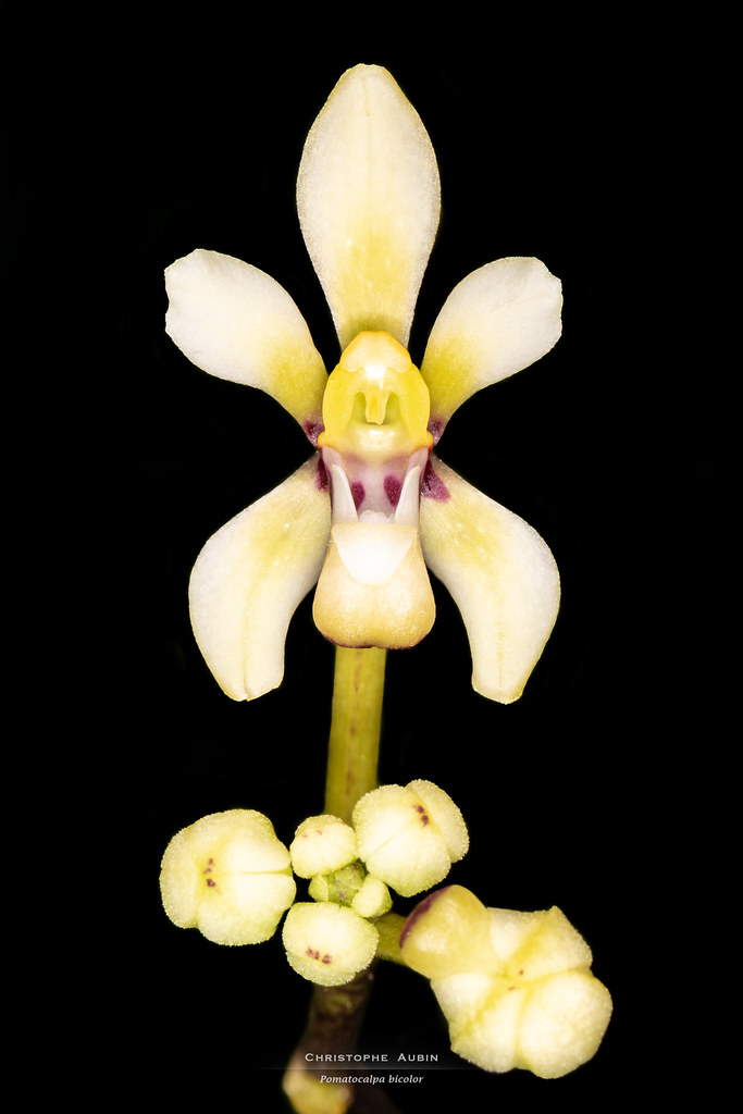 Pomatocalpa bicolor (Lindl.) J.J.Sm. 1912