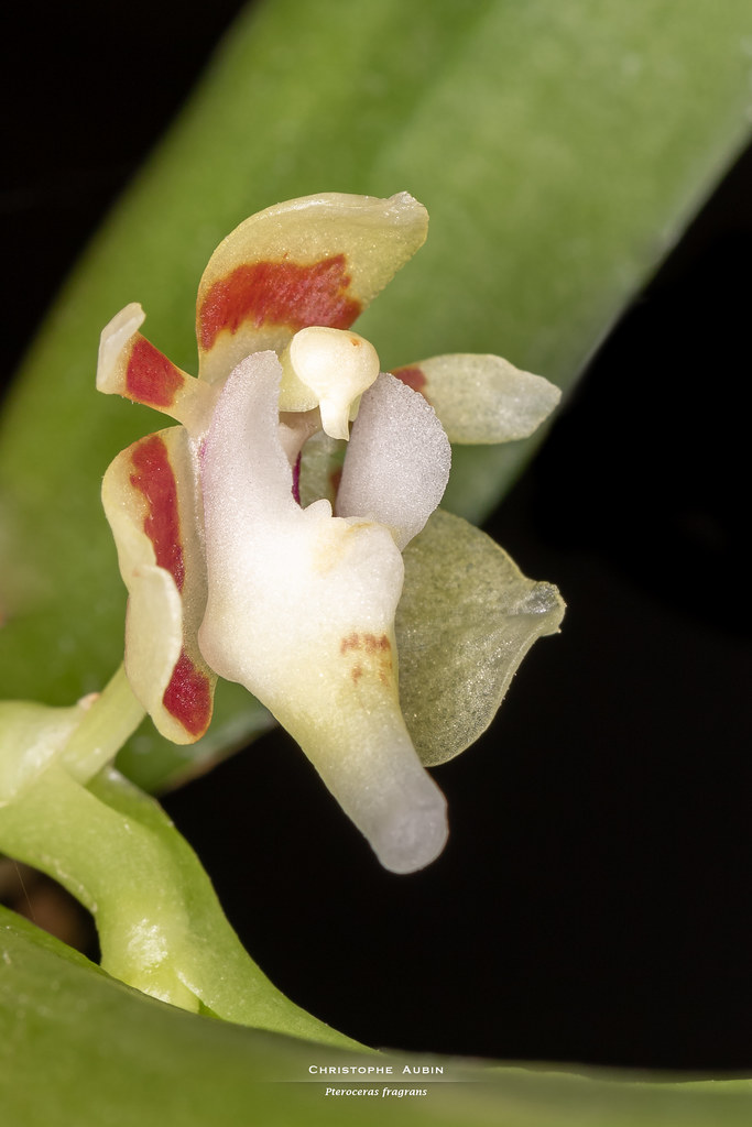 Pteroceras fragrans