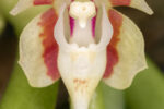 Pteroceras fragrans